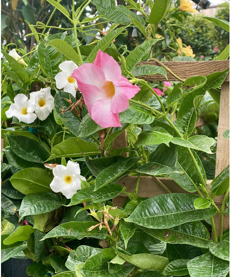 Mandevilla Trellis
