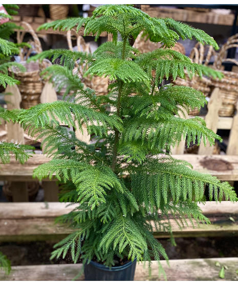 Norfolk Island Pine