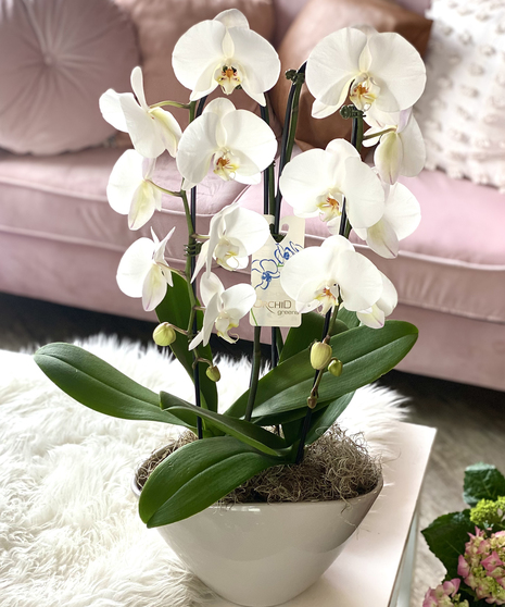 Waterfall  Orchid Plant