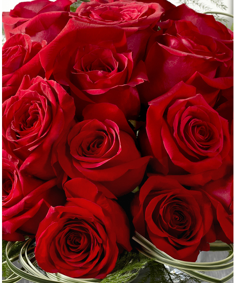 48 Red Roses
