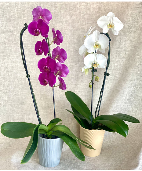 Orchid