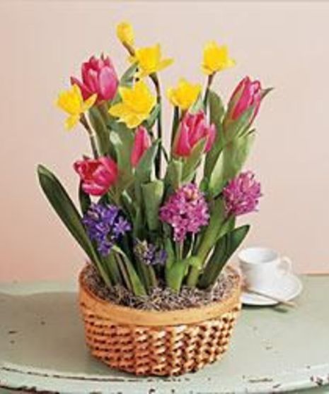 A Bulb Garden Planter