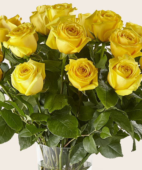 Dozen Roses in a Vase
